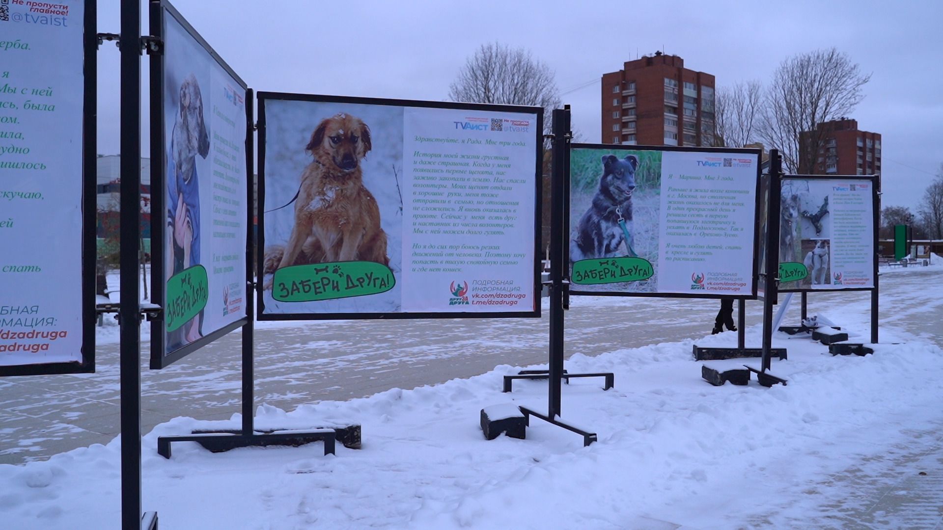 помощь животным, выставка, фотовыставка, фотопроект, парк победы, орехово-зуево, животные,