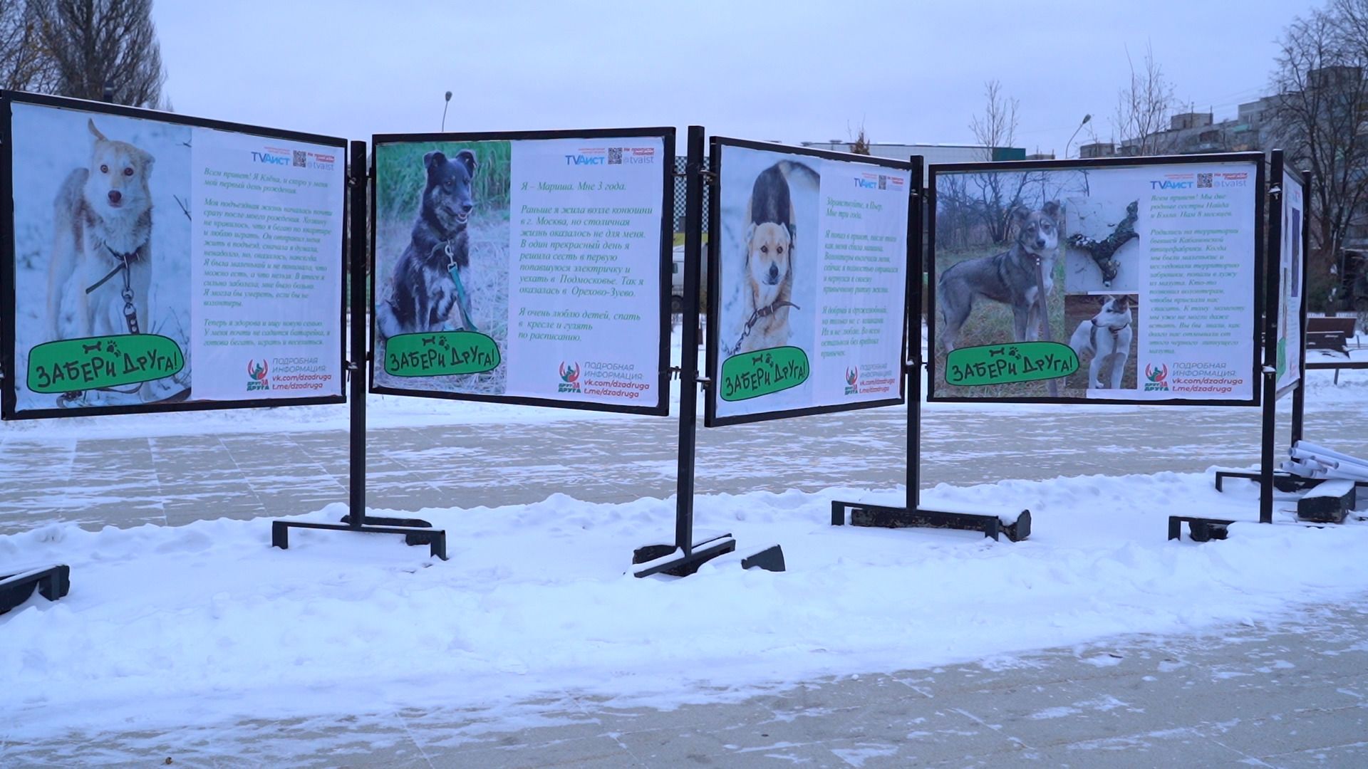 помощь животным, выставка, фотовыставка, фотопроект, парк победы, орехово-зуево, животные,
