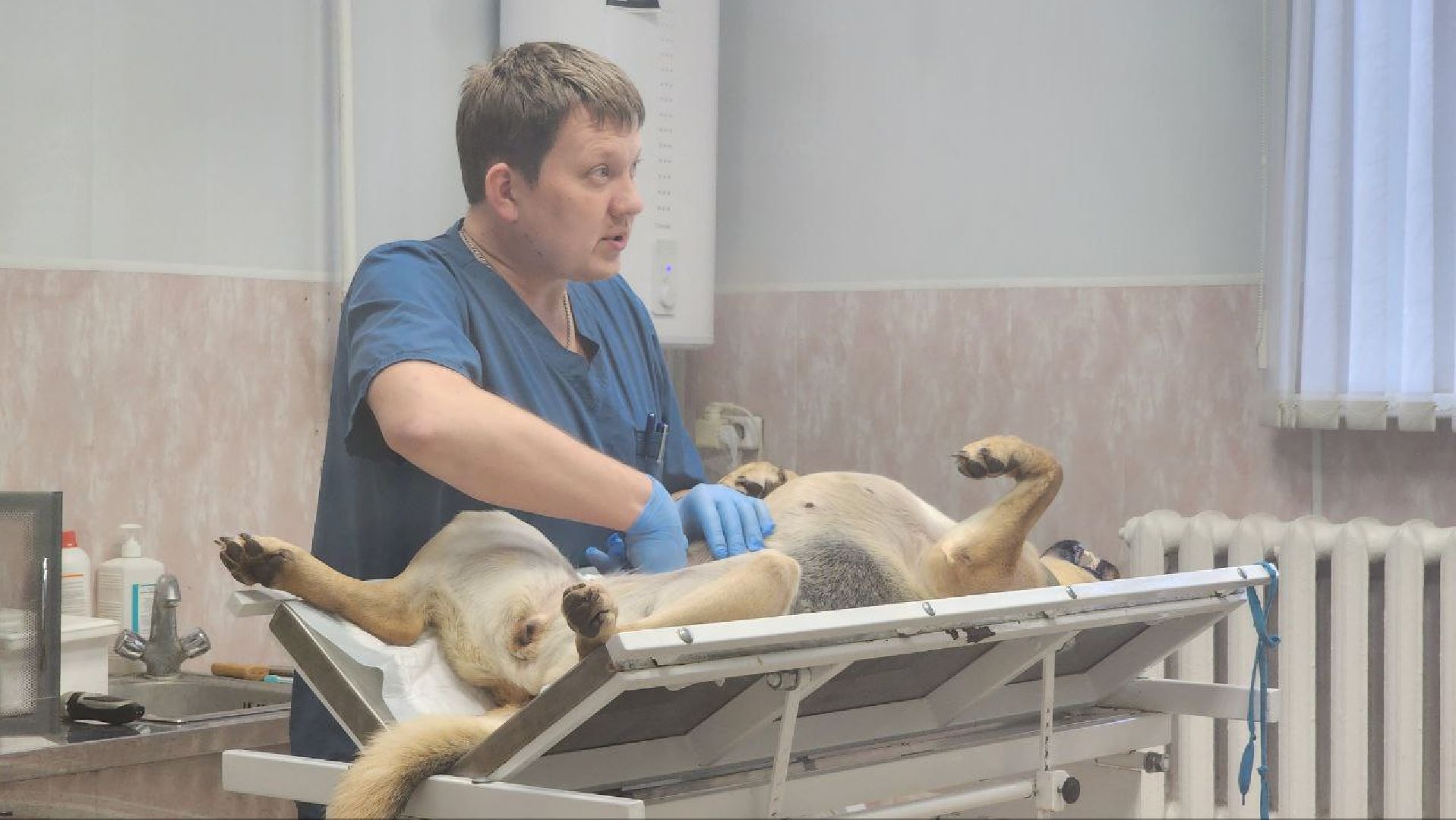 Дмитров, Дмитровская государственная ветеринарная клиника, Минсельхоз,