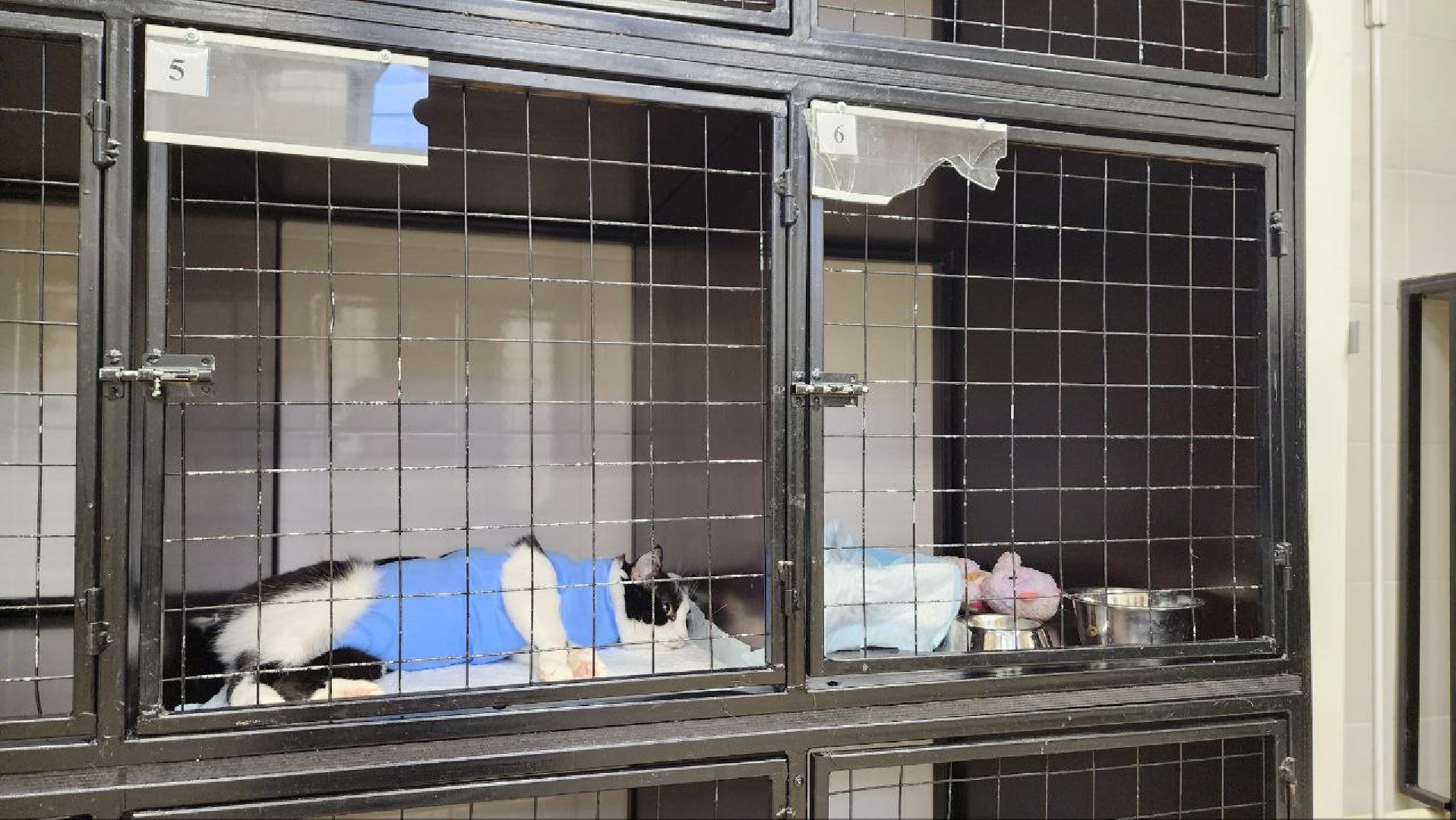 Дмитров, Дмитровская государственная ветеринарная клиника, Минсельхоз,