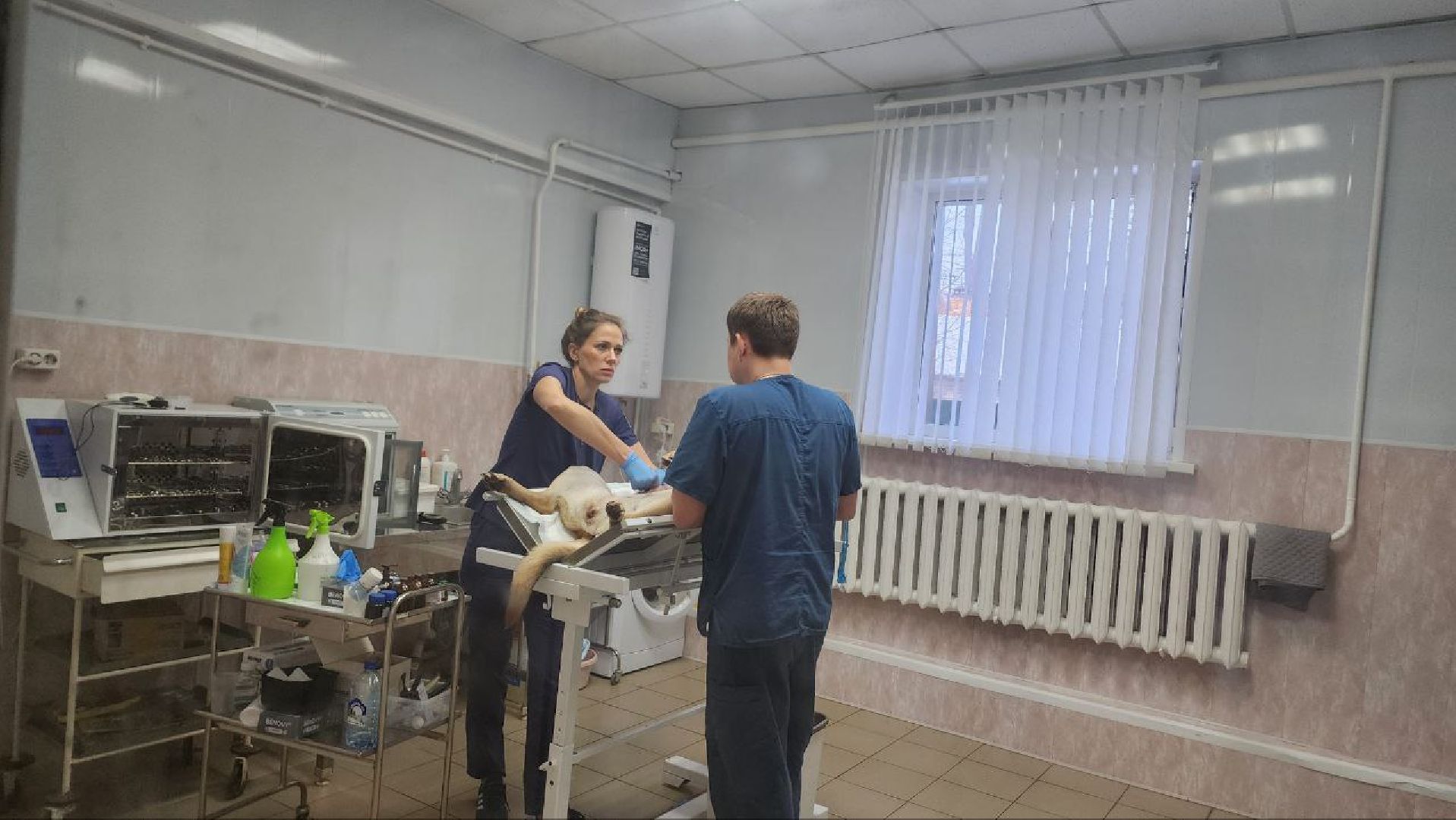 Дмитров, Дмитровская государственная ветеринарная клиника, Минсельхоз,