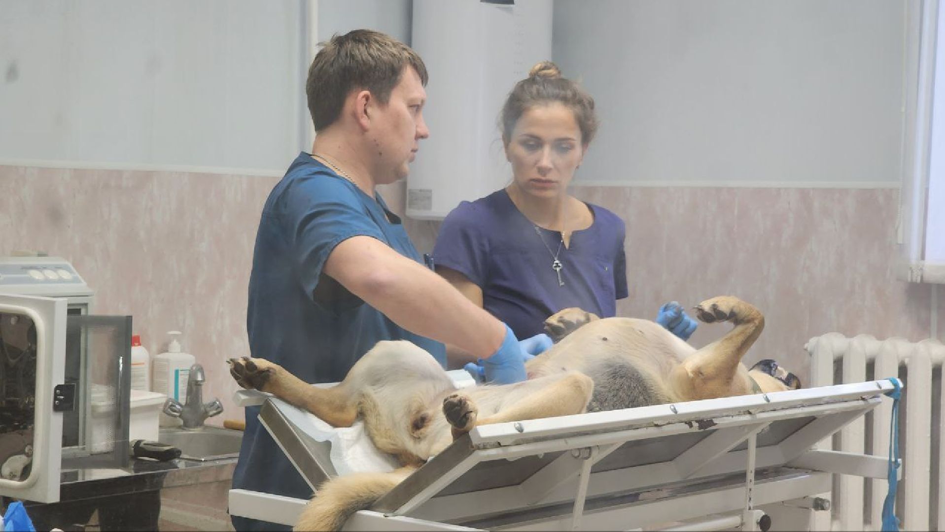 Дмитров, Дмитровская государственная ветеринарная клиника, Минсельхоз,