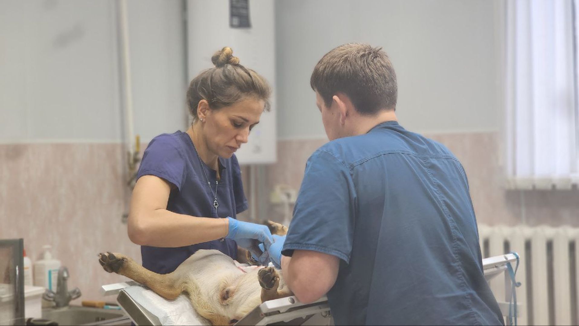 Дмитров, Дмитровская государственная ветеринарная клиника, Минсельхоз,