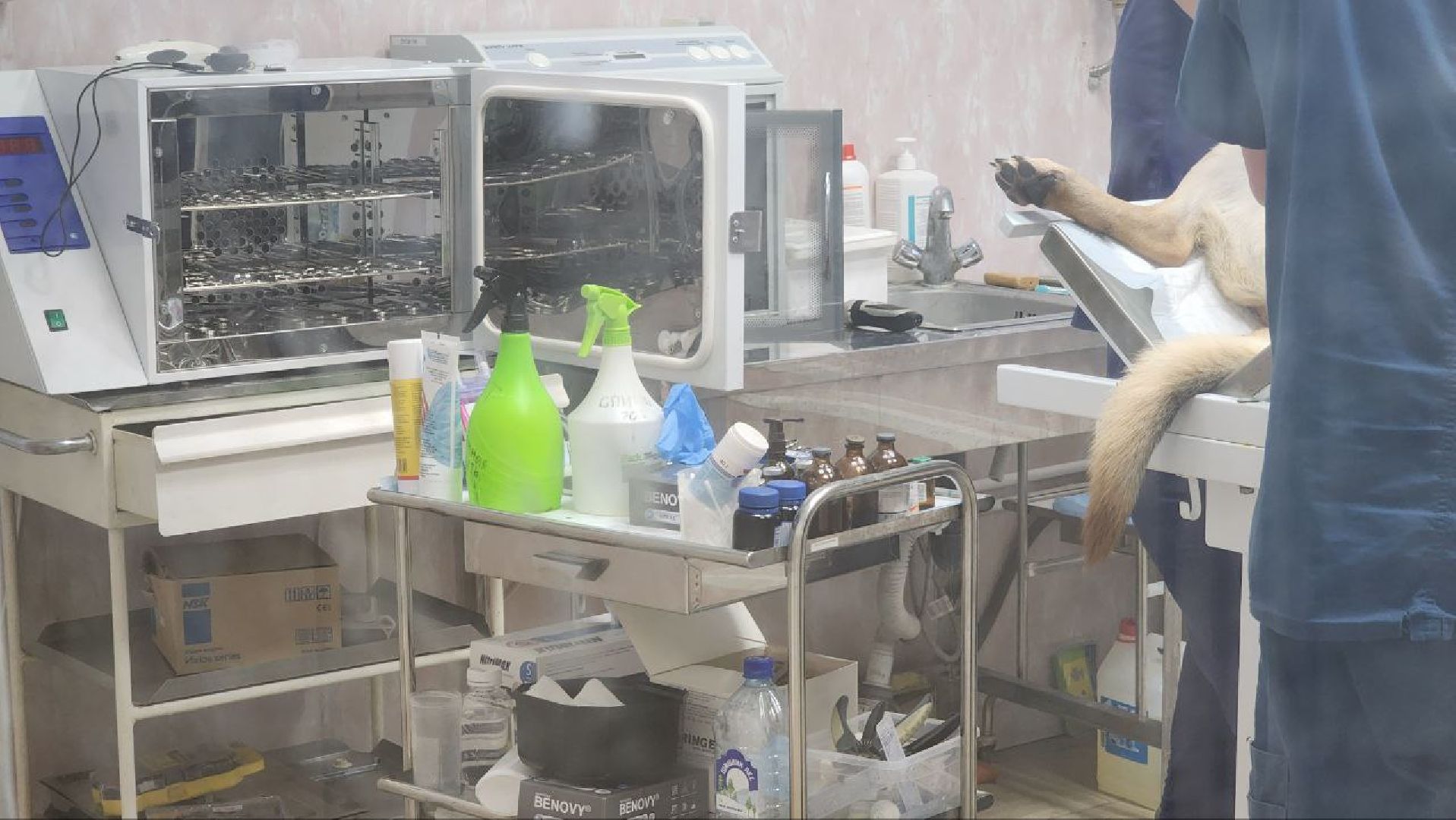 Дмитров, Дмитровская государственная ветеринарная клиника, Минсельхоз,