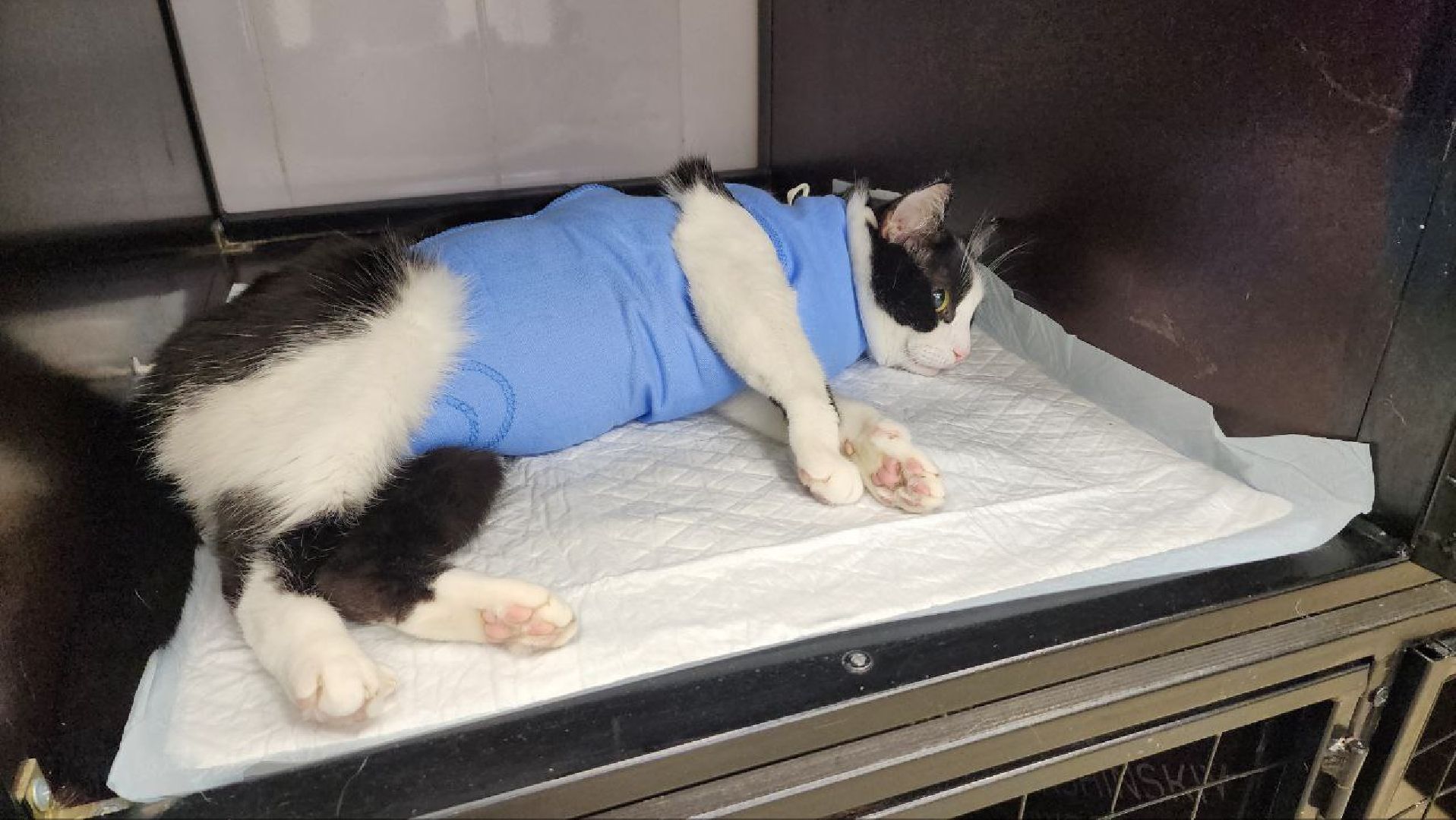 Дмитров, Дмитровская государственная ветеринарная клиника, Минсельхоз,