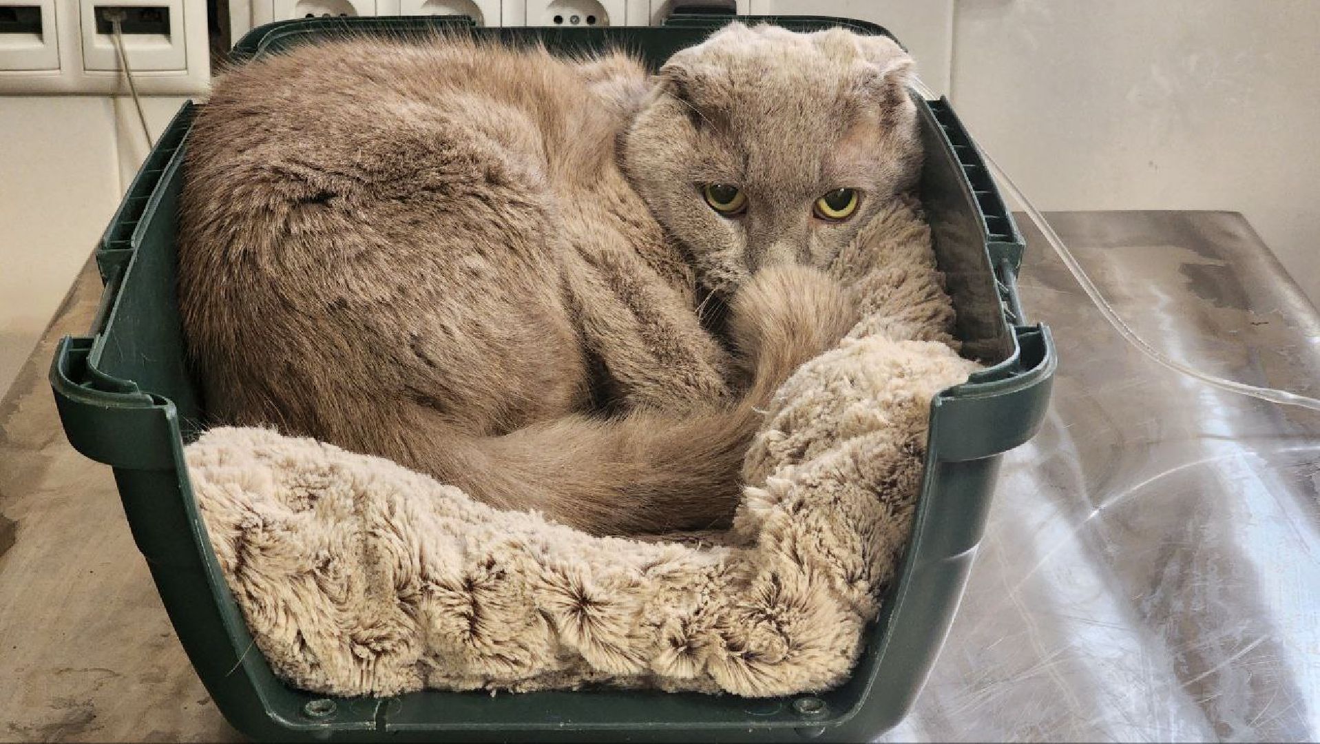 Дмитров, Дмитровская государственная ветеринарная клиника, Минсельхоз,