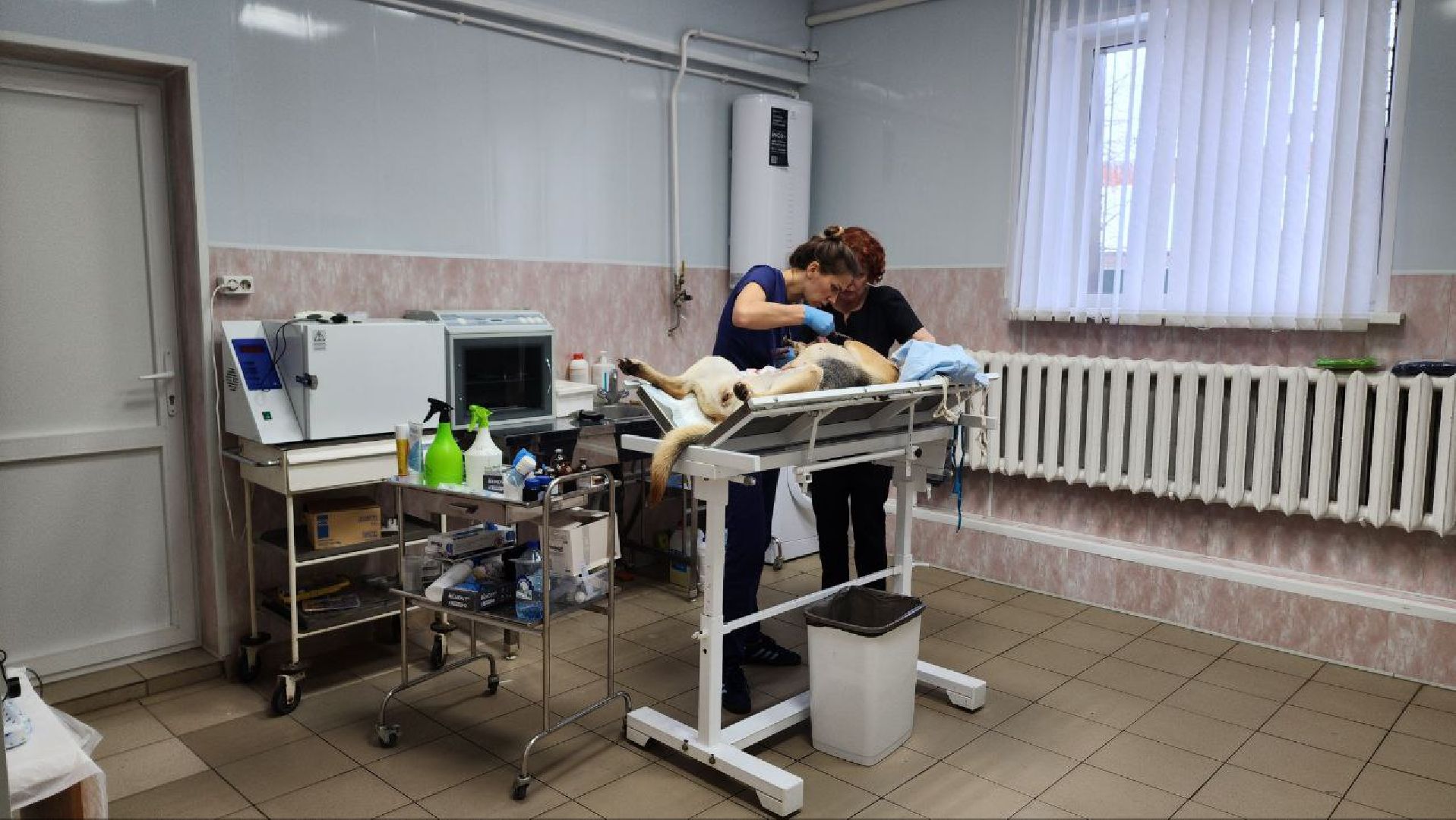 Дмитров, Дмитровская государственная ветеринарная клиника, Минсельхоз,