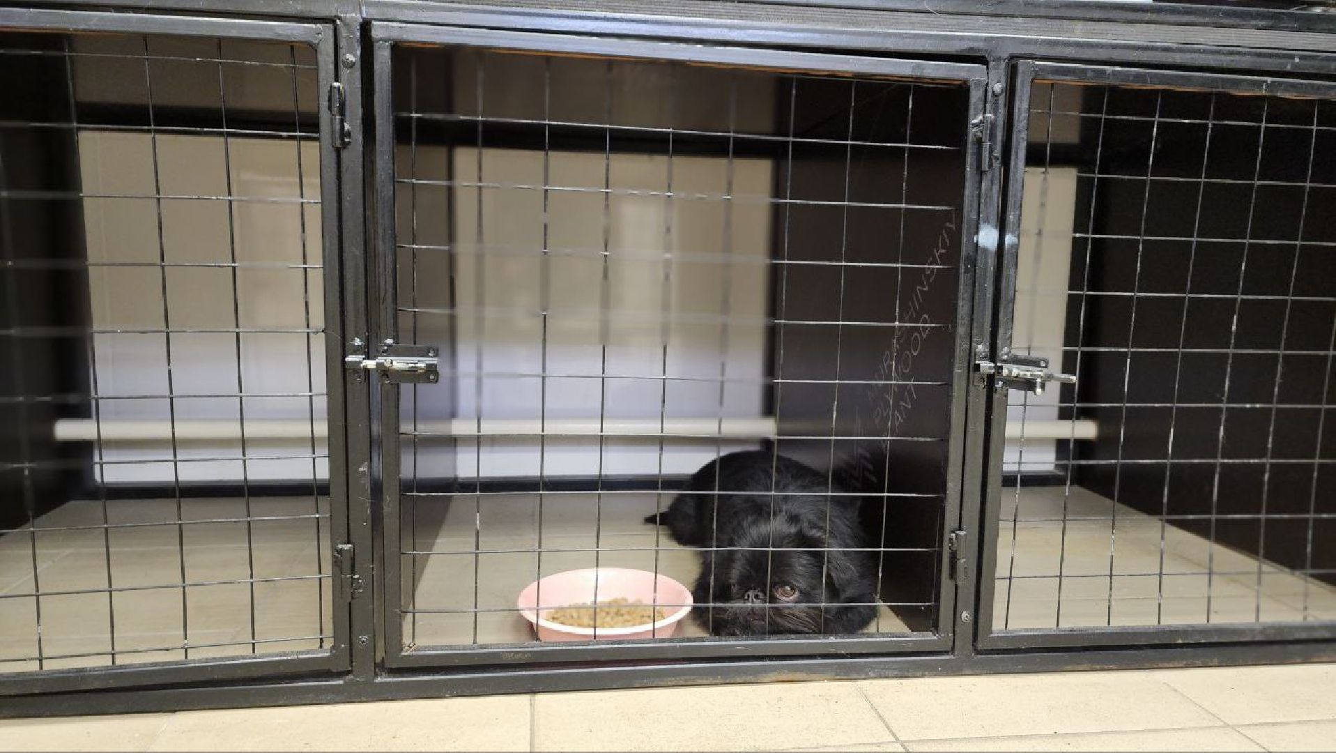 Дмитров, Дмитровская государственная ветеринарная клиника, Минсельхоз,