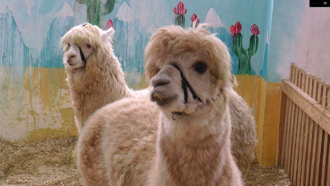 Дмитров, сельское хозяйство