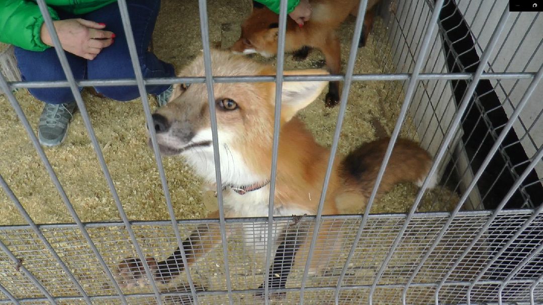 Дмитров, сельское хозяйство