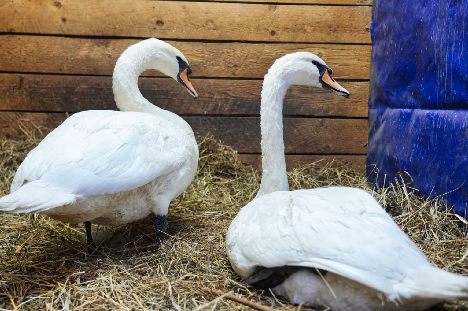 Сергиев Посад, Лебеди, Птицы, Животные, Парк Чудес,