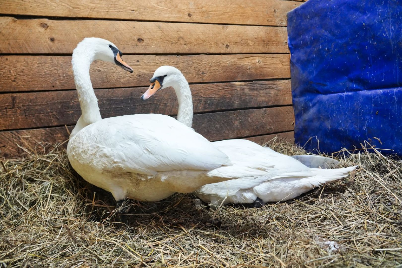 Сергиев Посад, Лебеди, Птицы, Животные, Парк Чудес,