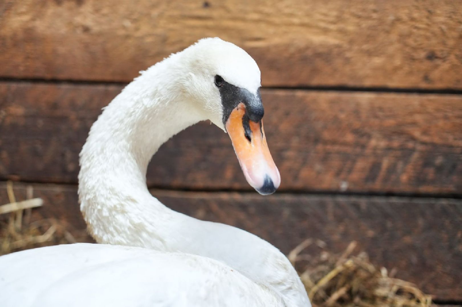 Сергиев Посад, Лебеди, Птицы, Животные, Парк Чудес,