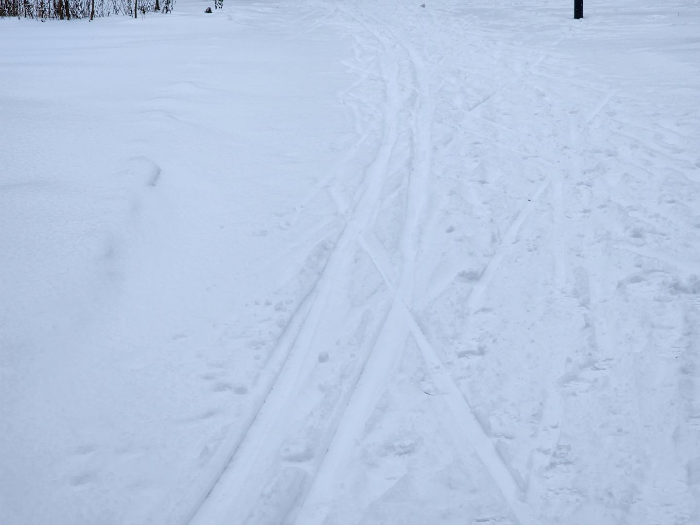 спорт, лыжня,фрязино, лесопарк,
