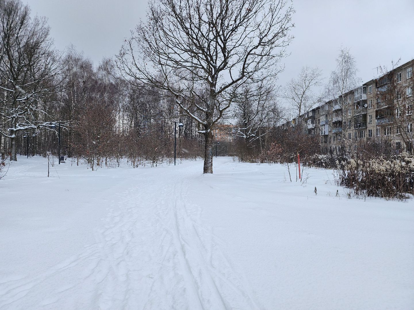 спорт, лыжня,фрязино, лесопарк,