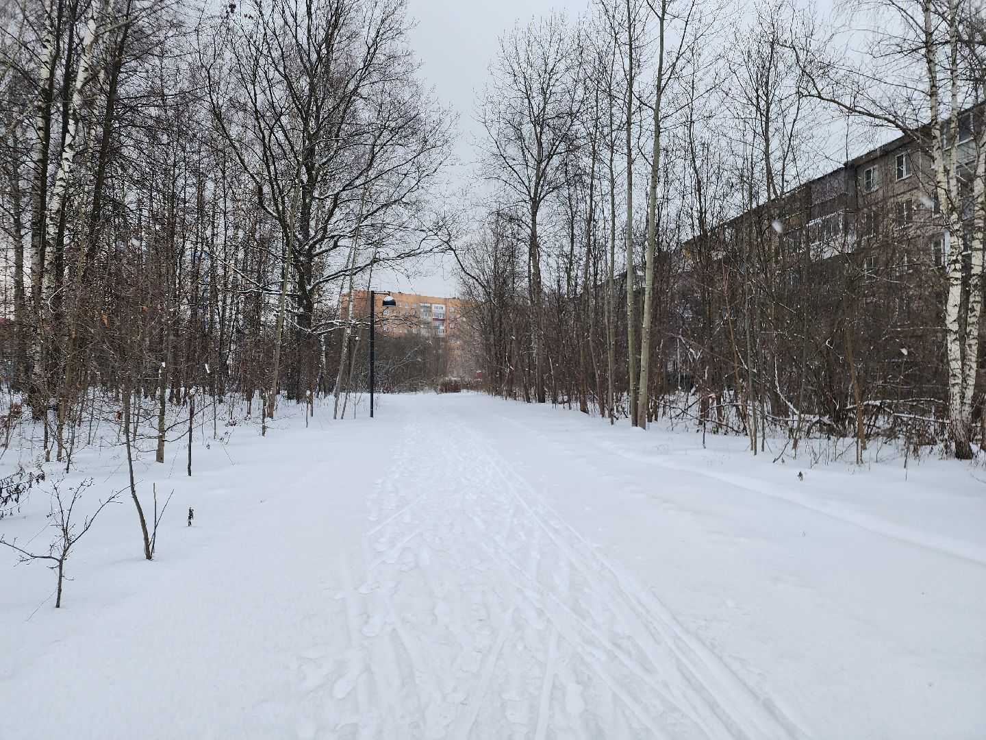 спорт, лыжня,фрязино, лесопарк,