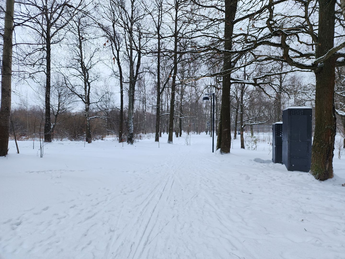 спорт, лыжня,фрязино, лесопарк,