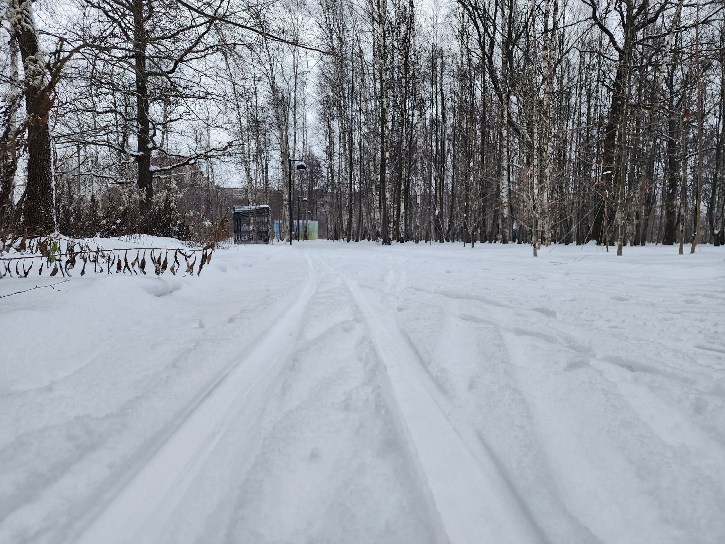 спорт, лыжня,фрязино, лесопарк,