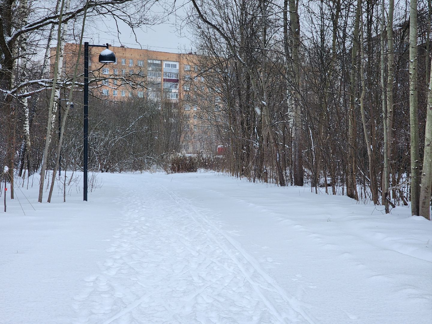 спорт, лыжня,фрязино, лесопарк,