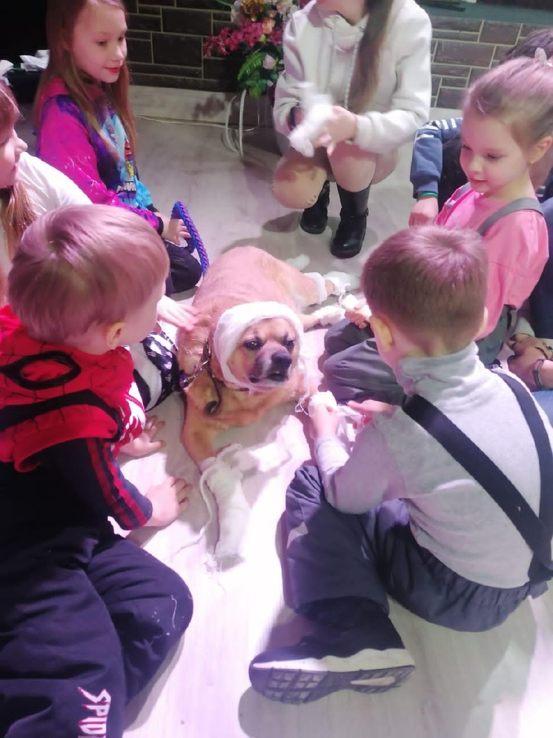 Волонтер, бездомныеживотные, приют, Берегиня, собака, кошка, зооакция, благотворительность, пристройство, Наро-Фоминск, Беригиня