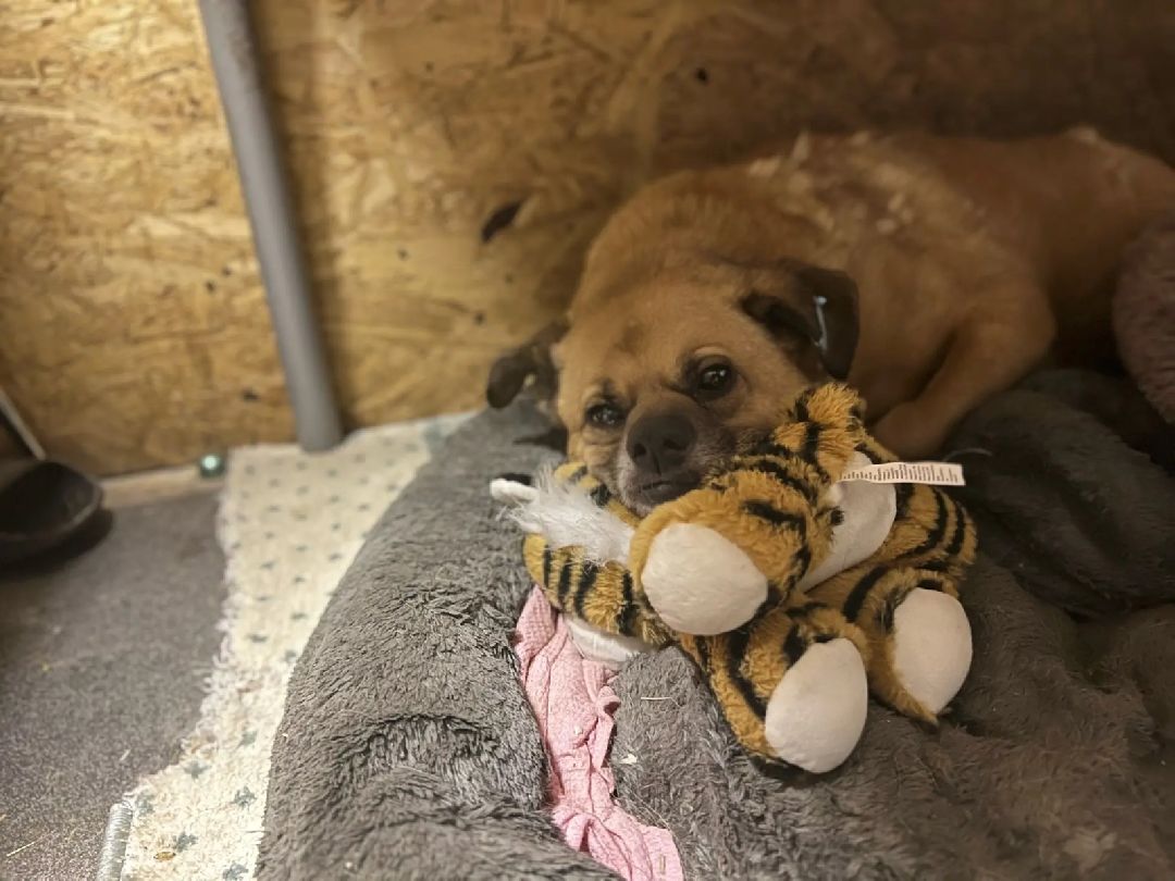 Волонтер, бездомныеживотные, приют, Берегиня, собака, кошка, зооакция, благотворительность, пристройство, Наро-Фоминск, Беригиня