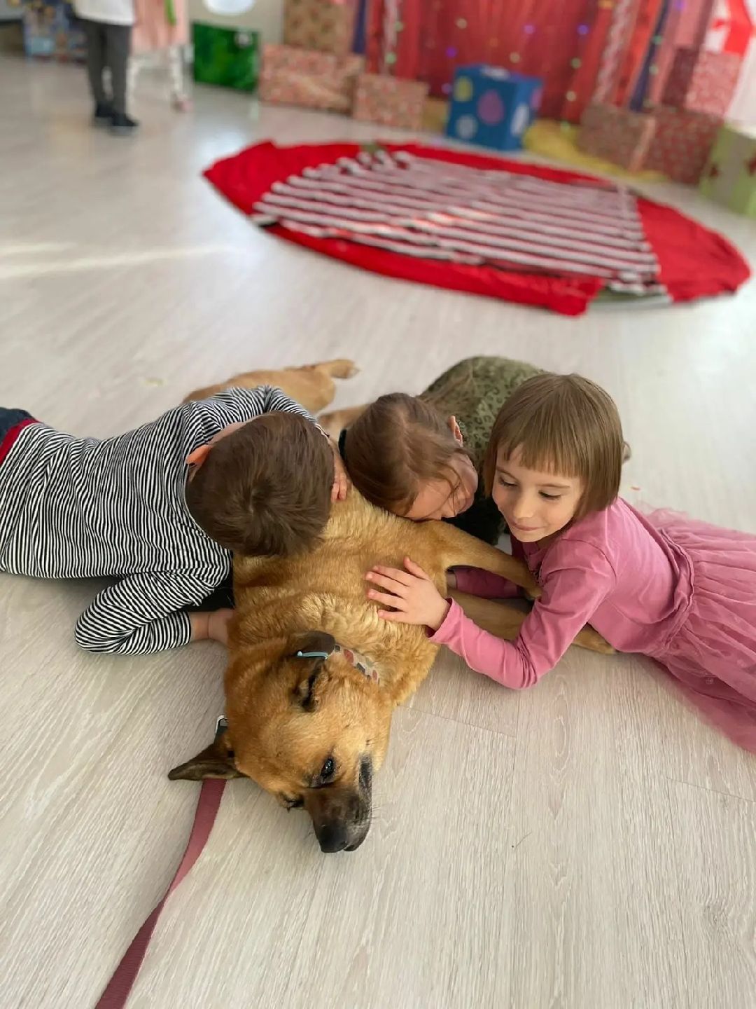 Волонтер, бездомныеживотные, приют, Берегиня, собака, кошка, зооакция, благотворительность, пристройство, Наро-Фоминск, Беригиня