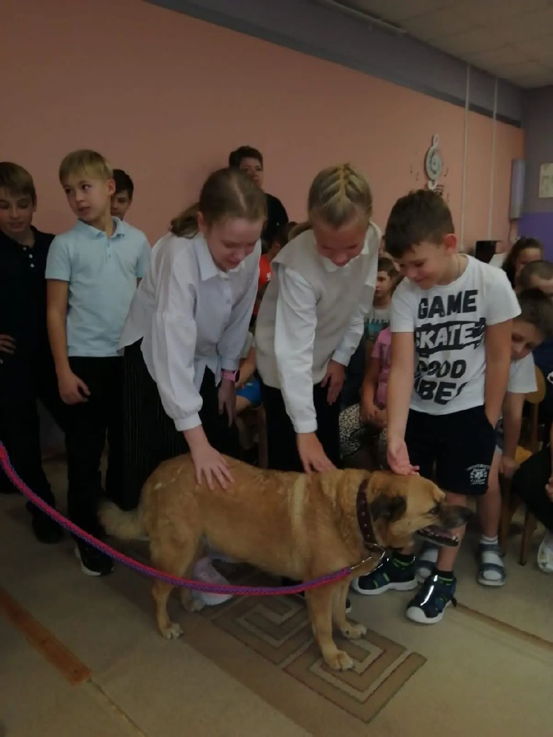 Волонтер, бездомныеживотные, приют, Берегиня, собака, кошка, зооакция, благотворительность, пристройство, Наро-Фоминск, Беригиня