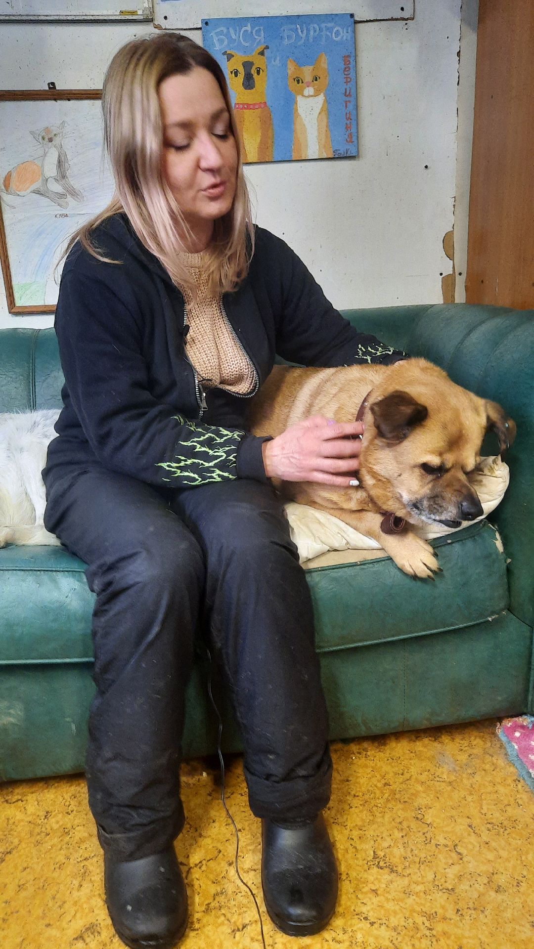 Волонтер, бездомныеживотные, приют, Берегиня, собака, кошка, зооакция, благотворительность, пристройство, Наро-Фоминск, Беригиня