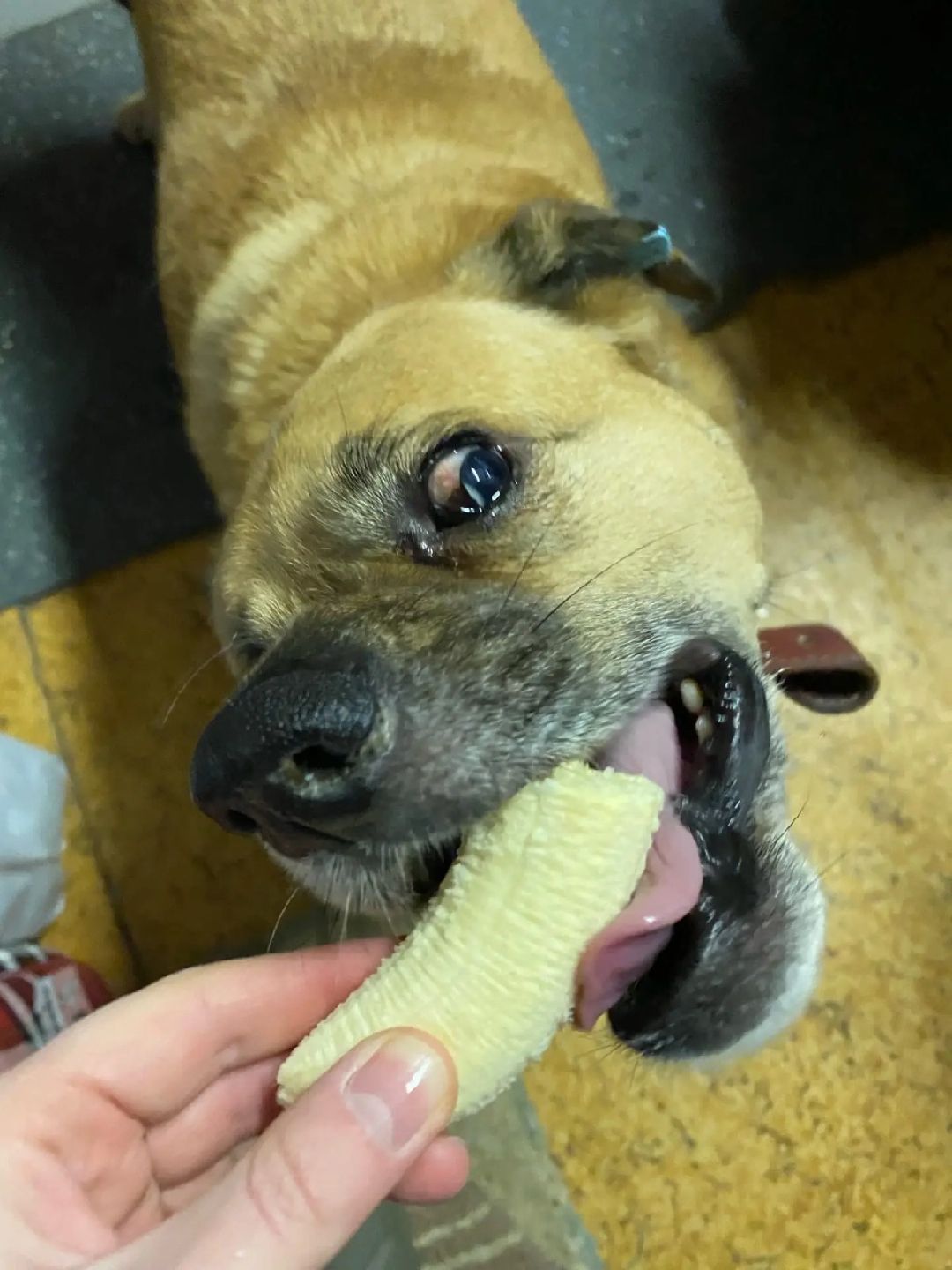 Волонтер, бездомныеживотные, приют, Берегиня, собака, кошка, зооакция, благотворительность, пристройство, Наро-Фоминск, Беригиня