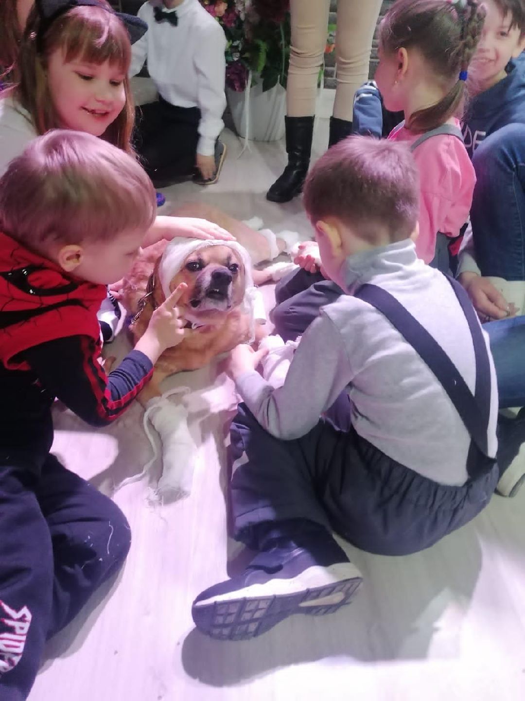 Волонтер, бездомныеживотные, приют, Берегиня, собака, кошка, зооакция, благотворительность, пристройство, Наро-Фоминск, Беригиня