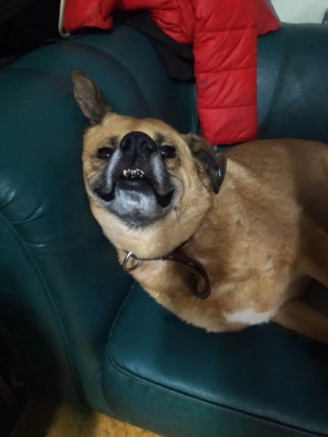 Волонтер, бездомныеживотные, приют, Берегиня, собака, кошка, зооакция, благотворительность, пристройство, Наро-Фоминск, Беригиня