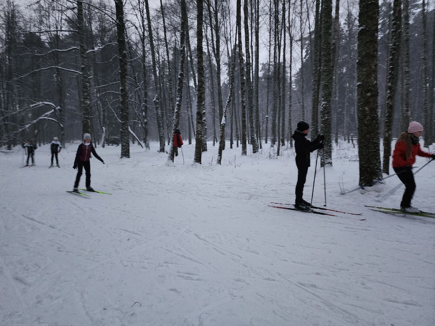 лыжи, пушкинский округ,лыжный сезон, лес, биатлон, спортивная трасса,