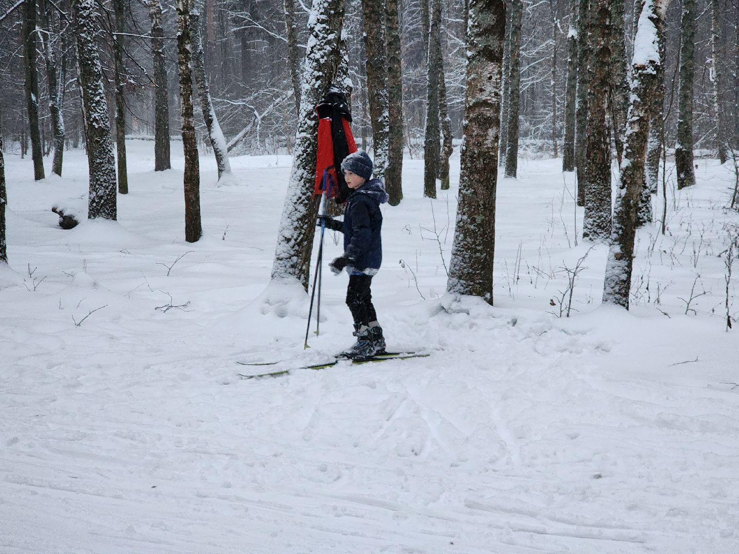 лыжи, пушкинский округ,лыжный сезон, лес, биатлон, спортивная трасса,