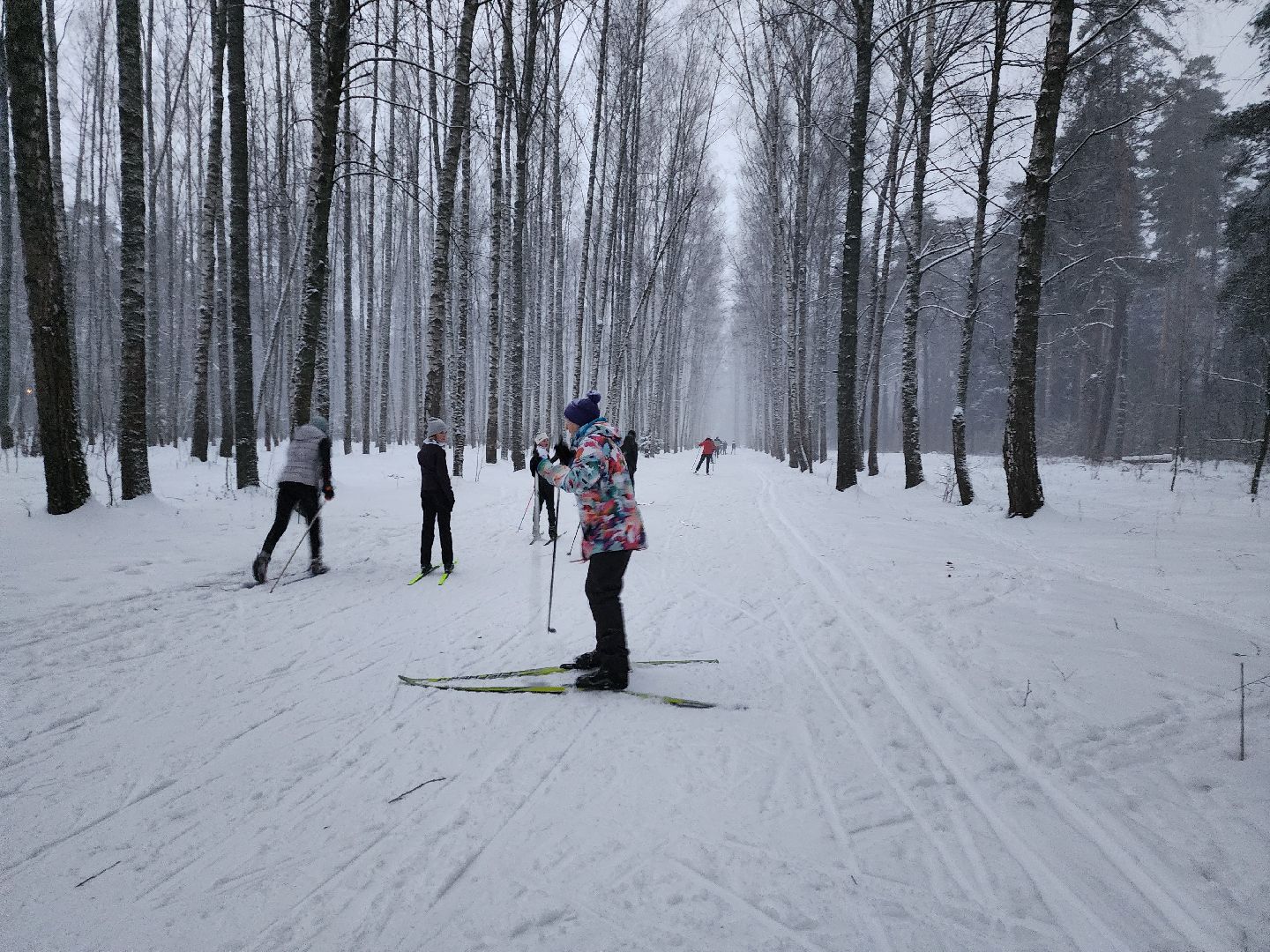 лыжи, пушкинский округ,лыжный сезон, лес, биатлон, спортивная трасса,