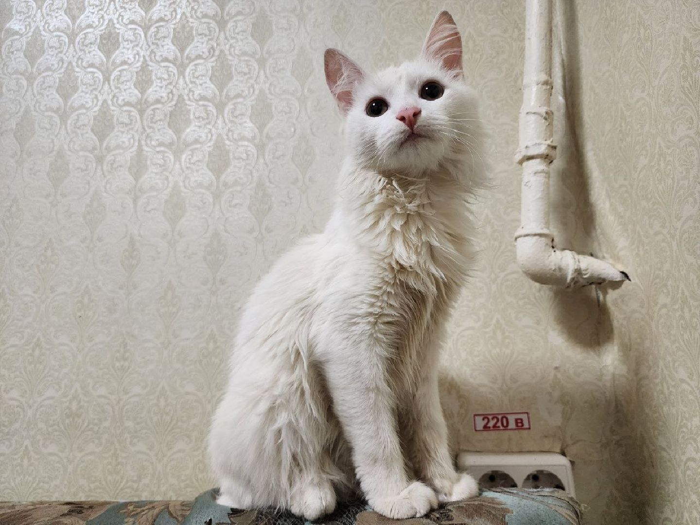 можайск, можайский городской округ, подмосковье, спасатели, Мособлпожспас, мособлпожспас, спасение животных, кот, жители, домашние животные,