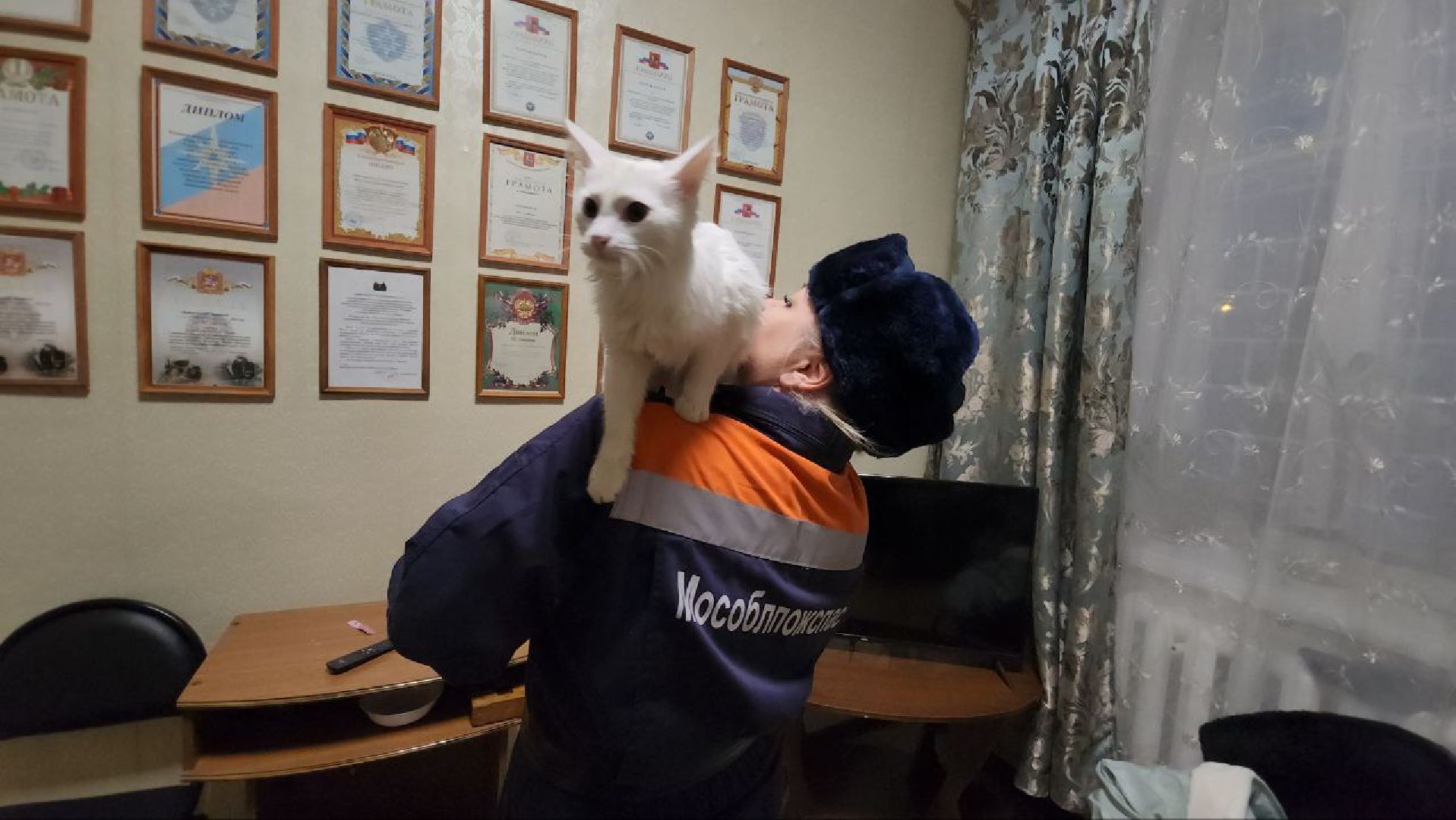 можайск, можайский городской округ, подмосковье, спасатели, Мособлпожспас, мособлпожспас, спасение животных, кот, жители, домашние животные,