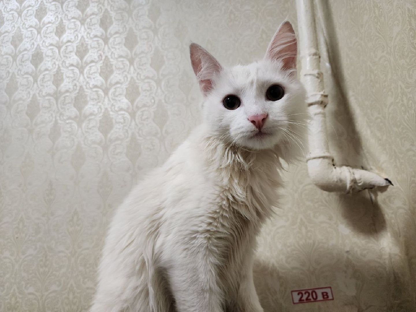 можайск, можайский городской округ, подмосковье, спасатели, Мособлпожспас, мособлпожспас, спасение животных, кот, жители, домашние животные,