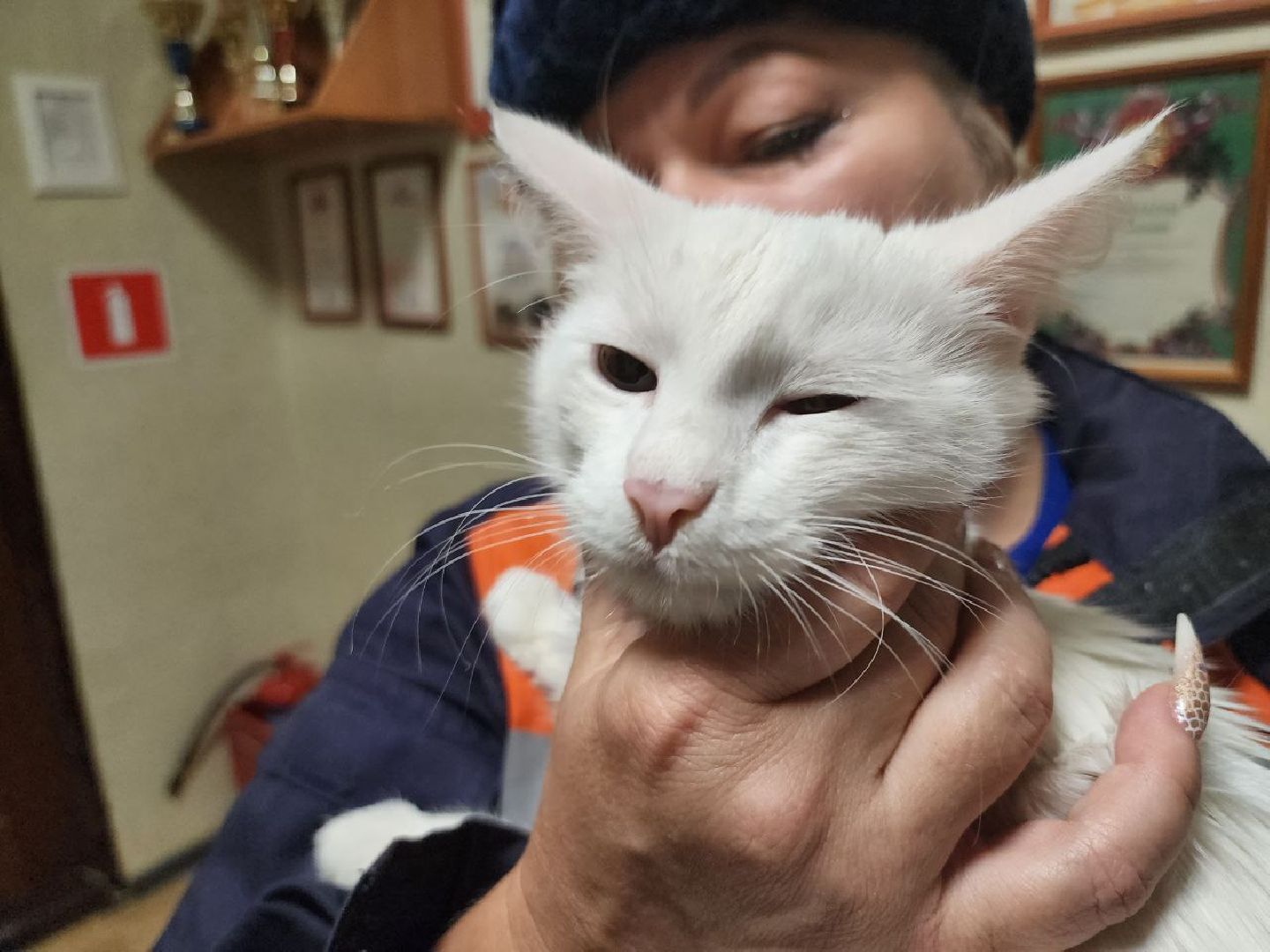 можайск, можайский городской округ, подмосковье, спасатели, Мособлпожспас, мособлпожспас, спасение животных, кот, жители, домашние животные,