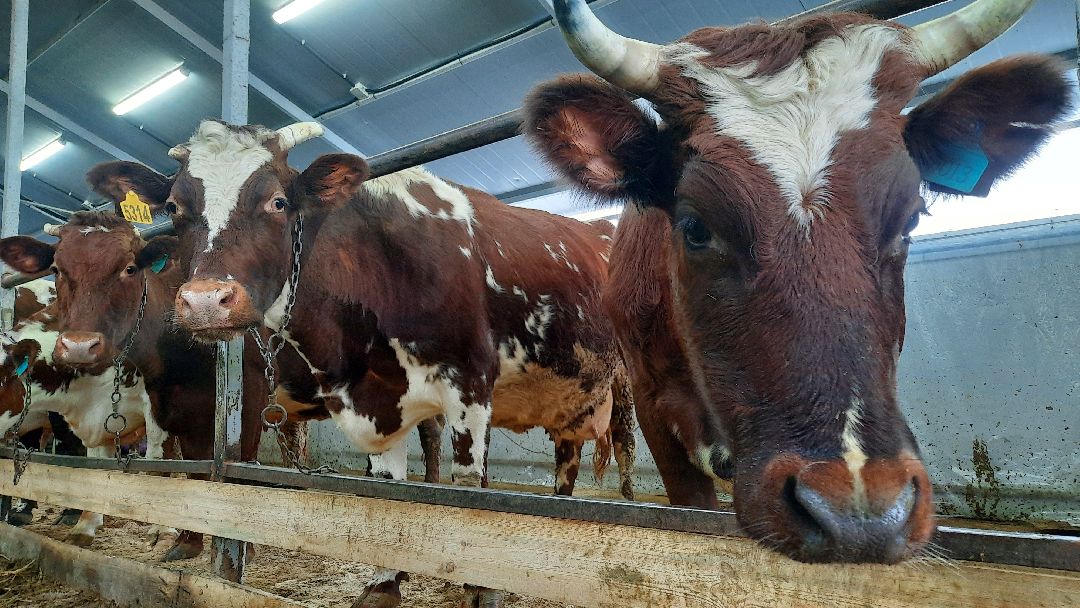 Наро-Фоминск, Сельское хозяйство, Тахир Джаппуев, фермер, грант, бизнес