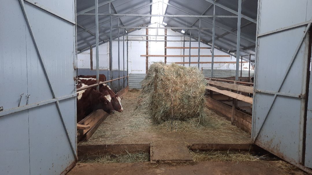 Наро-Фоминск, Сельское хозяйство, Тахир Джаппуев, фермер, грант, бизнес