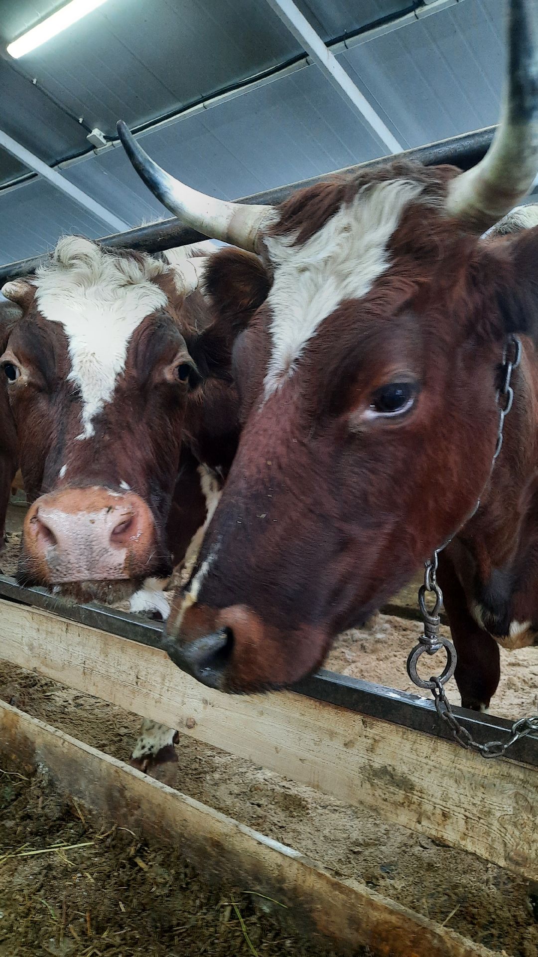 Наро-Фоминск, Сельское хозяйство, Тахир Джаппуев, фермер, грант, бизнес
