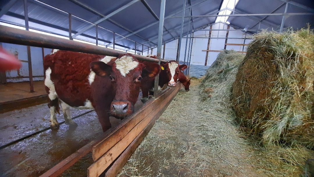 Наро-Фоминск, Сельское хозяйство, Тахир Джаппуев, фермер, грант, бизнес