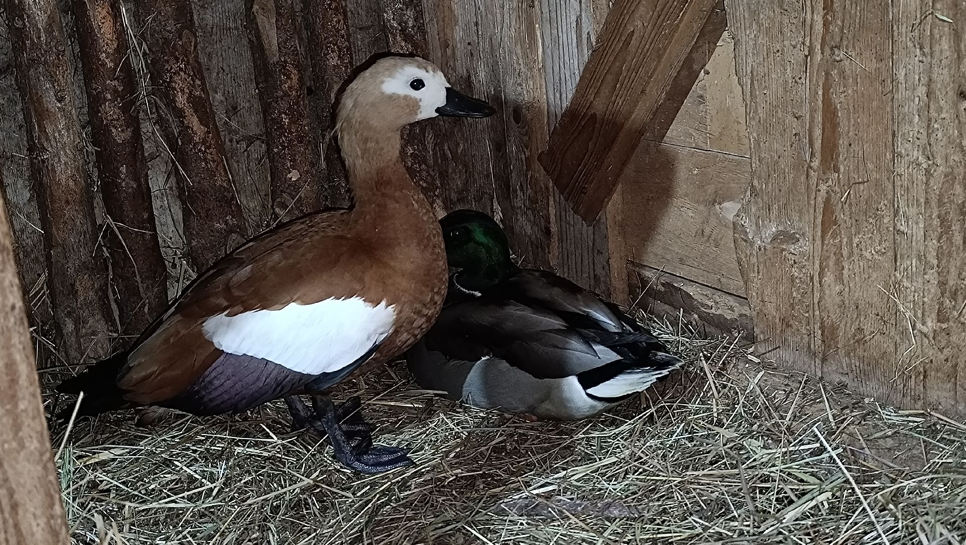 парк, утки, лобня,