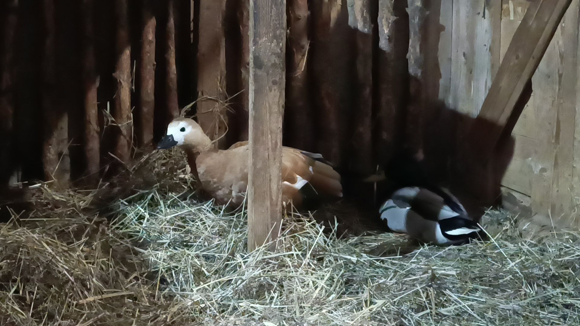 парк, утки, лобня,