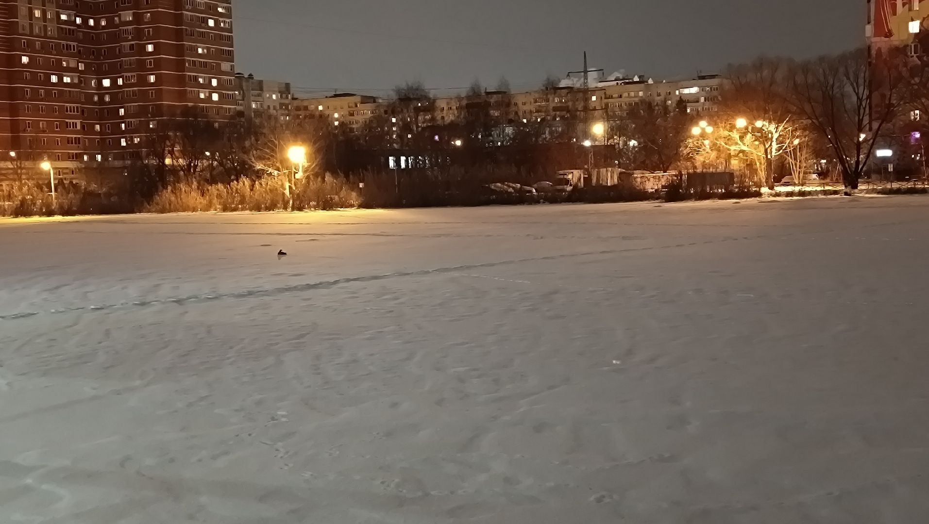 парк, утки, лобня,