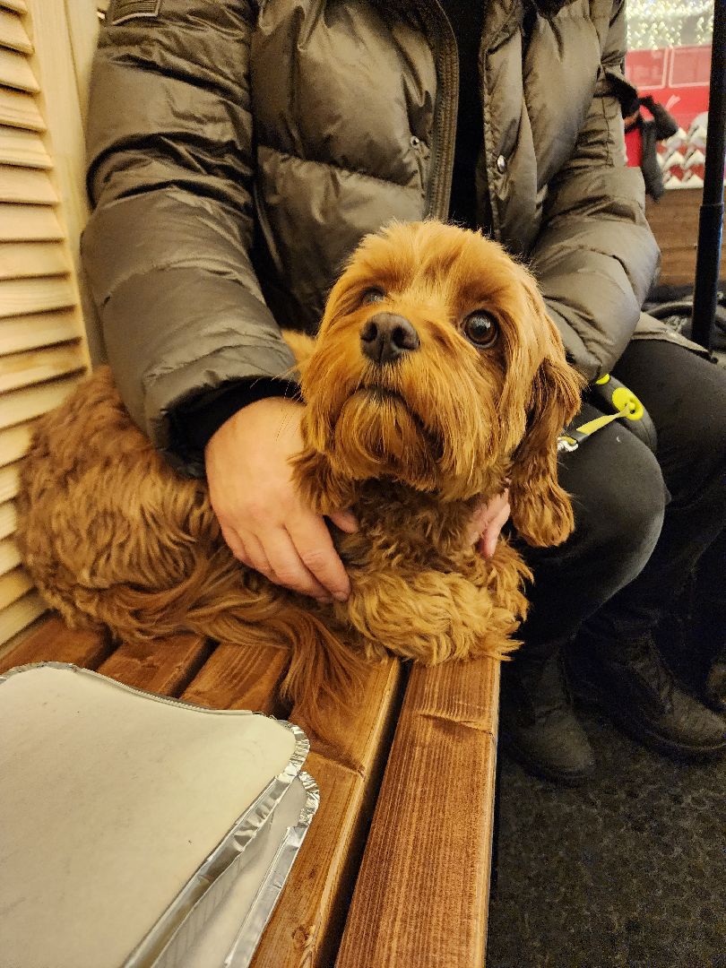 каток, Химки, новыйгод,