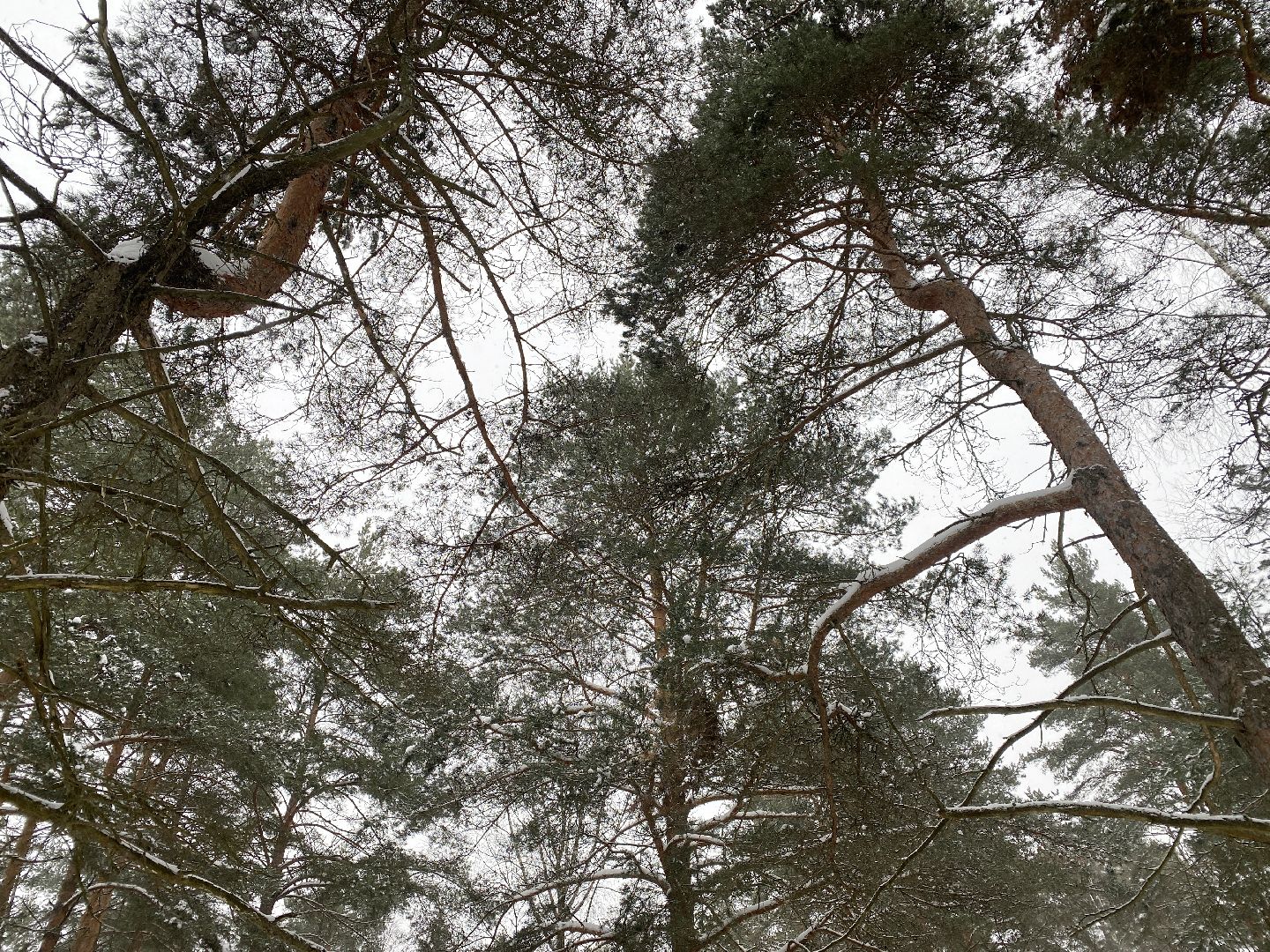 волоколамск, лес,лесничий, дед мороз, почта деда мороза, почта деду морозу,