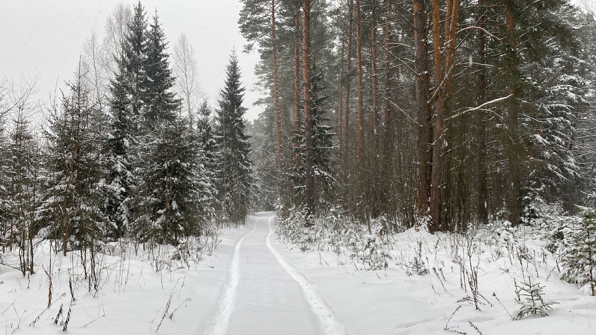 волоколамск, лес,лесничий, дед мороз, почта деда мороза, почта деду морозу,
