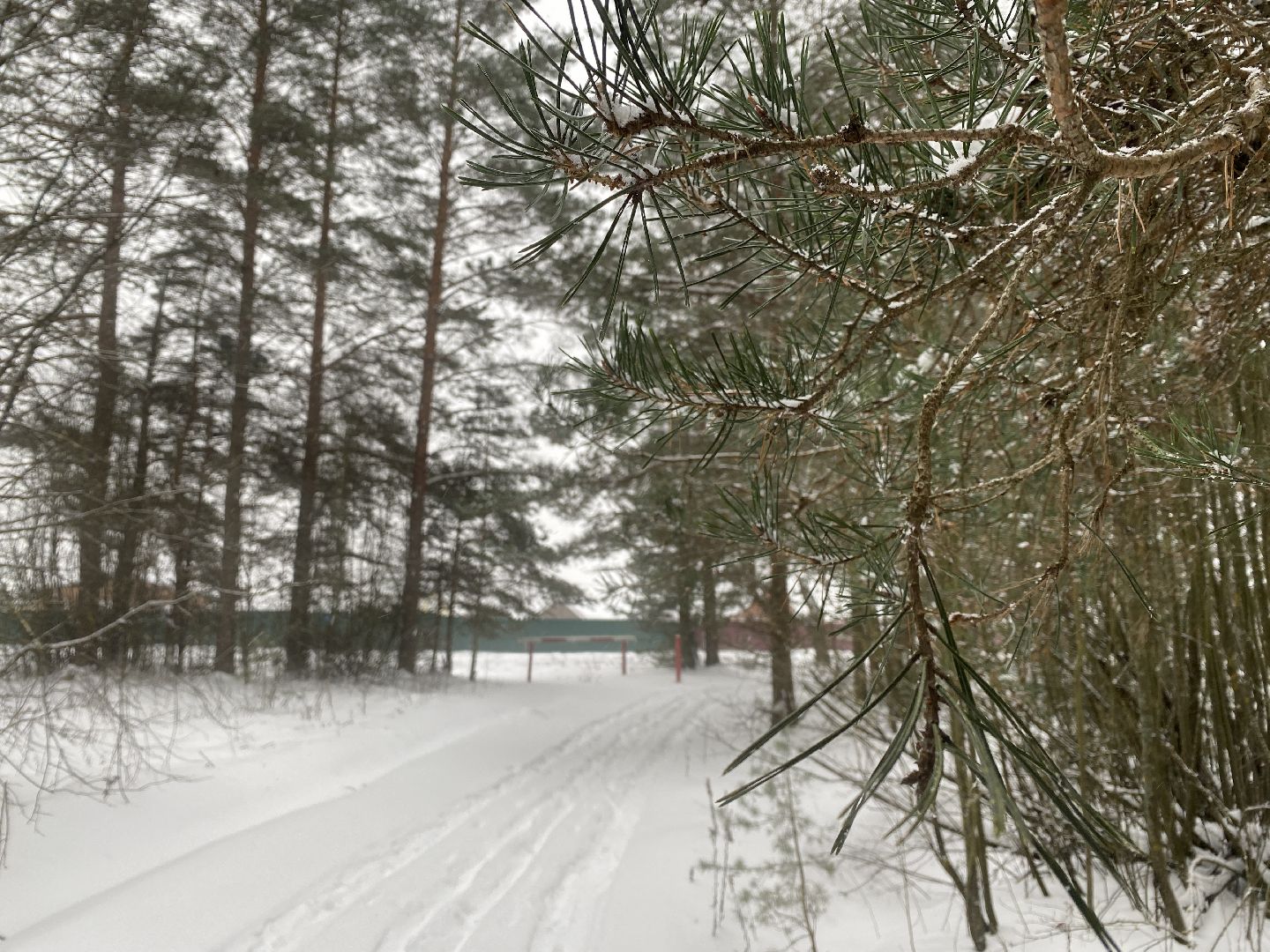 волоколамск, лес,лесничий, дед мороз, почта деда мороза, почта деду морозу,