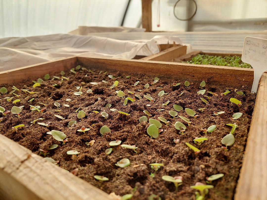 благоустройство, цветы, город, озеленение